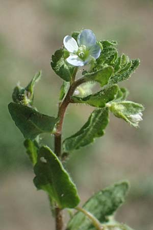 Veronica agrestis \ Acker-Ehrenpreis / Green Field Speedwell, A Hirschbach im Mühlkreis 13.8.2024