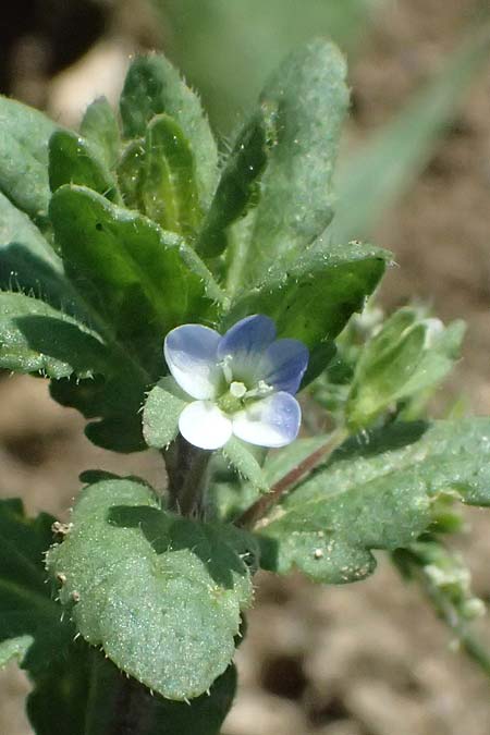 Veronica agrestis \ Acker-Ehrenpreis / Green Field Speedwell, A Hirschbach im Mühlkreis 13.8.2024