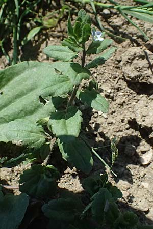 Veronica agrestis \ Acker-Ehrenpreis / Green Field Speedwell, A Hirschbach im Mühlkreis 13.8.2024