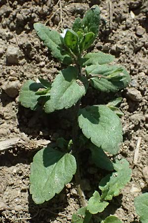 Veronica agrestis \ Acker-Ehrenpreis / Green Field Speedwell, A Hirschbach im Mühlkreis 13.8.2024