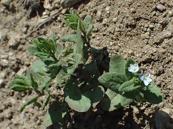 Veronica agrestis \ Acker-Ehrenpreis / Green Field Speedwell, A Hirschbach im Mühlkreis 13.8.2024