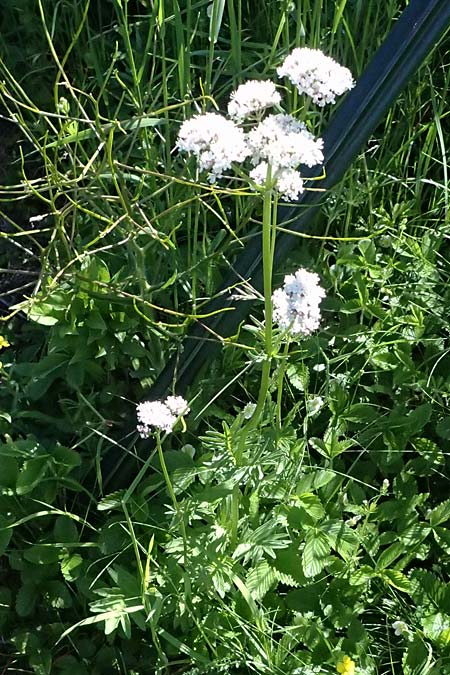 Valeriana pratensis subsp. angustifolia \ Schmalblttriger Arznei-Baldrian / Wallroth's Valerian, Narrowleaf Valerian, A Hainburg 10.5.2025
