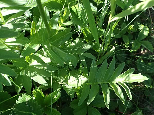 Valeriana pratensis subsp. angustifolia \ Schmalblttriger Arznei-Baldrian / Wallroth's Valerian, Narrowleaf Valerian, A Hainburg 10.5.2025