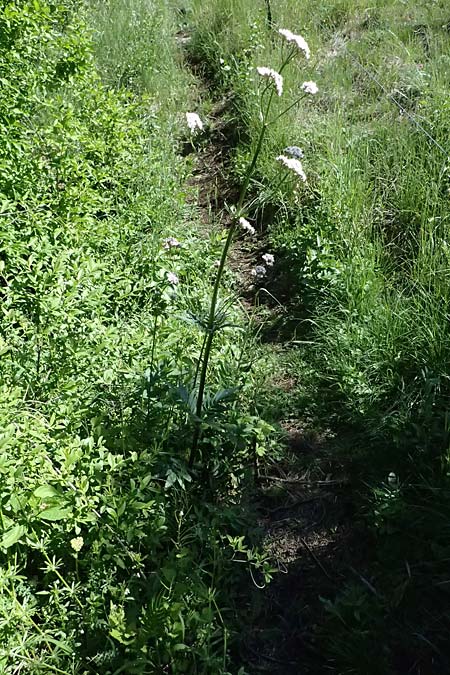 Valeriana pratensis subsp. angustifolia \ Schmalblttriger Arznei-Baldrian / Wallroth's Valerian, Narrowleaf Valerian, A Hainburg 10.5.2025