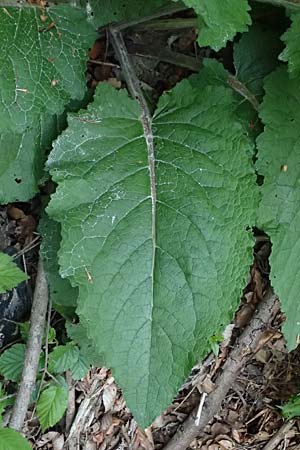 Verbascum alpinum \ Alpen-K�nigskerze, Woll-K�nigskerze / Alpine Mullein, A Fronleiten 13.5.2025