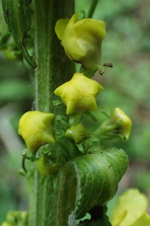 Verbascum alpinum \ Alpen-K�nigskerze, Woll-K�nigskerze / Alpine Mullein, A Fronleiten 13.5.2025