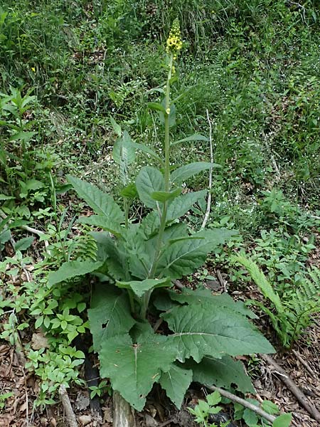 Verbascum alpinum \ Alpen-K�nigskerze, Woll-K�nigskerze / Alpine Mullein, A Fronleiten 13.5.2025