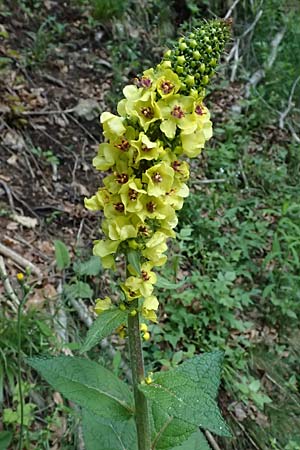Verbascum alpinum \ Alpen-K�nigskerze, Woll-K�nigskerze / Alpine Mullein, A Fronleiten 13.5.2025