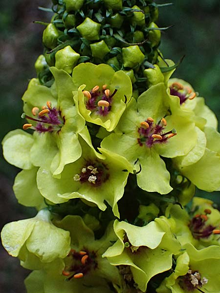 Verbascum alpinum \ Alpen-K�nigskerze, Woll-K�nigskerze / Alpine Mullein, A Fronleiten 13.5.2025