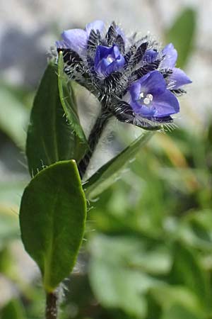 Veronica alpina \ Alpen-Ehrenpreis / Alpine Speedwell, A Kolm Saigurn 2.7.2025