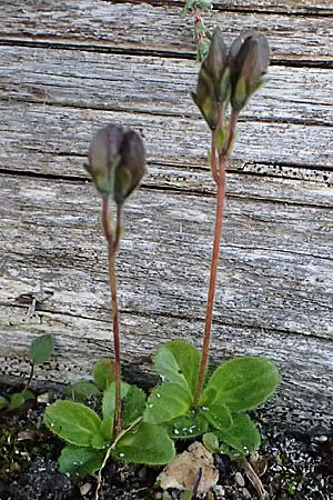Veronica aphylla \ Nacktstiel-Ehrenpreis, Blattloser Ehrenpreis / Leafless-Stemmed Speedwell, A Großglockner 11.8.2025