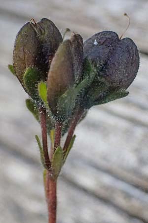 Veronica aphylla \ Nacktstiel-Ehrenpreis, Blattloser Ehrenpreis / Leafless-Stemmed Speedwell, A Großglockner 11.8.2025