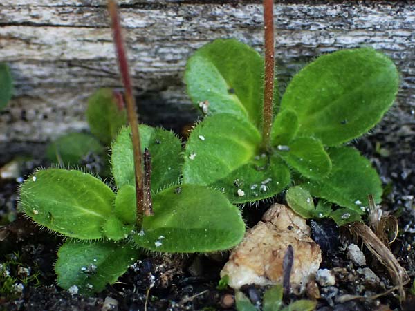 Veronica aphylla \ Nacktstiel-Ehrenpreis, Blattloser Ehrenpreis / Leafless-Stemmed Speedwell, A Großglockner 11.8.2025