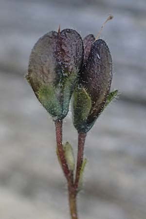 Veronica aphylla \ Nacktstiel-Ehrenpreis, Blattloser Ehrenpreis / Leafless-Stemmed Speedwell, A Großglockner 11.8.2025