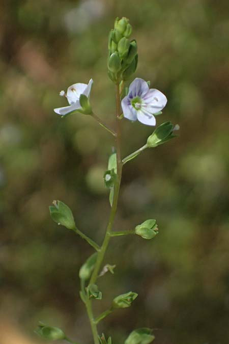 Veronica anagalloides \ Schlamm-Ehrenpreis / Faded Speedwell, Mud Speedwell, A Staatz 12.8.2025