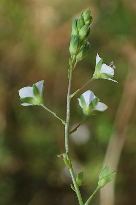Veronica anagalloides \ Schlamm-Ehrenpreis / Faded Speedwell, Mud Speedwell, A Staatz 12.8.2025