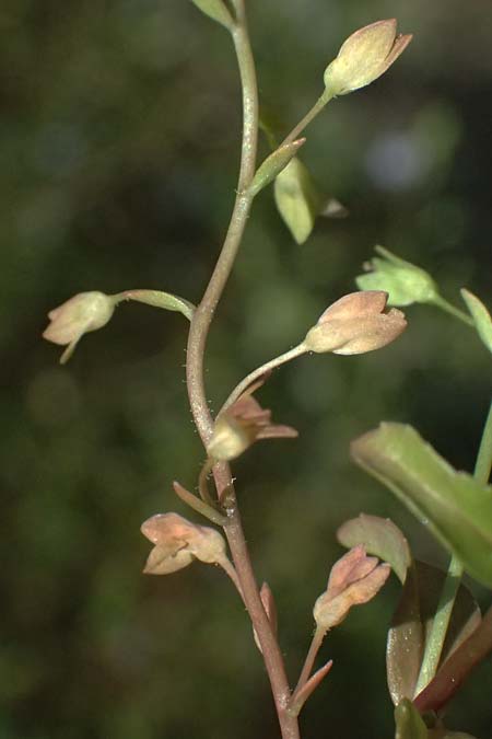Veronica anagalloides \ Schlamm-Ehrenpreis / Faded Speedwell, Mud Speedwell, A Staatz 12.8.2025