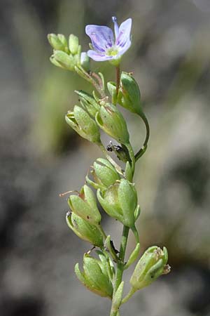 Veronica anagallis-aquatica \ Blauer Gauchheil-Ehrenpreis, Blauer Wasser-Ehrenpreis / Blue Water Speedwell, A Weinviertel,  Traunfeld 15.8.2026