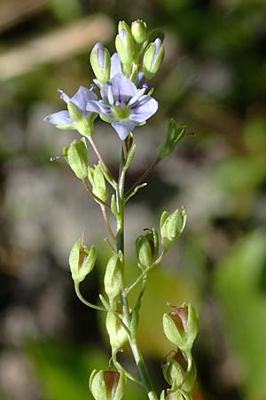 Veronica anagallis-aquatica \ Blauer Gauchheil-Ehrenpreis, Blauer Wasser-Ehrenpreis / Blue Water Speedwell, A Weinviertel,  Traunfeld 15.8.2026