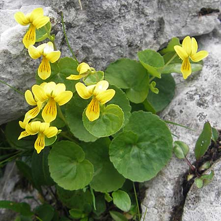 Viola biflora \ Gelbes Veilchen / Alpine Yellow Violet, A Kärnten/Carinthia, Petzen 2.7.2010