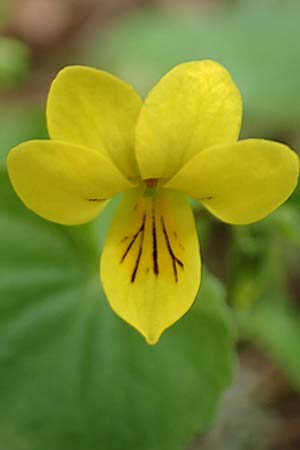 Viola biflora \ Gelbes Veilchen / Alpine Yellow Violet, A Kärnten/Carinthia, Feistritz im Rosental 17.5.2016