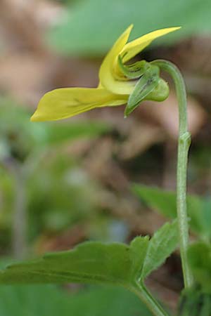 Viola biflora \ Gelbes Veilchen / Alpine Yellow Violet, A Kärnten/Carinthia, Feistritz im Rosental 17.5.2016