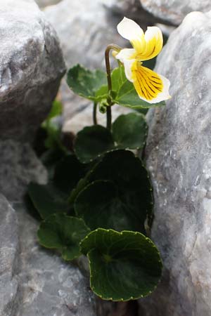 Viola biflora \ Gelbes Veilchen / Alpine Yellow Violet, A Rax 28.6.2020