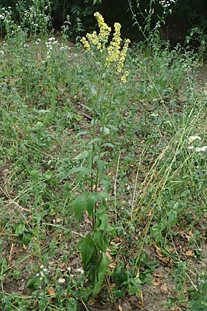 Verbascum chaixii subsp. austriacum \ �sterreicher K�nigskerze / Austrian Mullein, A Hollabrunn 10.7.2023