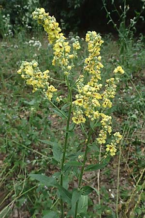 Verbascum chaixii subsp. austriacum \ �sterreicher K�nigskerze / Austrian Mullein, A Hollabrunn 10.7.2023