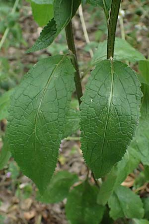 Verbascum chaixii subsp. austriacum \ �sterreicher K�nigskerze / Austrian Mullein, A Hollabrunn 10.7.2023