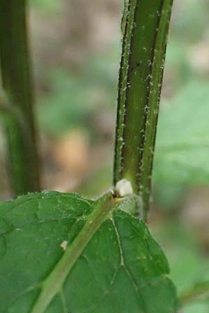Verbascum chaixii subsp. austriacum \ �sterreicher K�nigskerze / Austrian Mullein, A Hollabrunn 10.7.2023