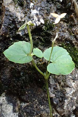 Viola biflora \ Gelbes Veilchen / Alpine Yellow Violet, A Palfau 8.7.2024