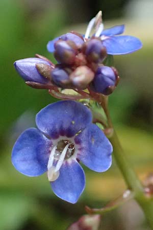 Veronica beccabunga \ Bachbunge, A Steyersberger Schwaig 14.6.2026