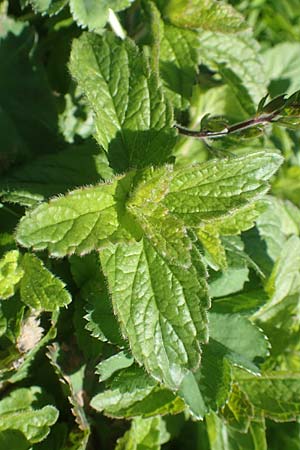 Veronica chamaedrys \ Gamander-Ehrenpreis / Germander Speedwell, A Kärnten/Carinthia, Petzen 8.8.2016