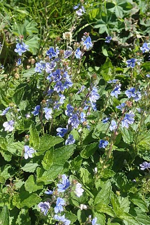 Veronica chamaedrys \ Gamander-Ehrenpreis / Germander Speedwell, A Kärnten/Carinthia, Petzen 8.8.2016
