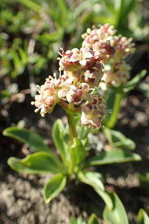 Valeriana celtica subsp. norica \ Norischer Speik, Norischer Baldrian / Alpine Valerian, Valerian Spikenard, A Nockberge, Eisentaler H&ouml;he 10.7.2019