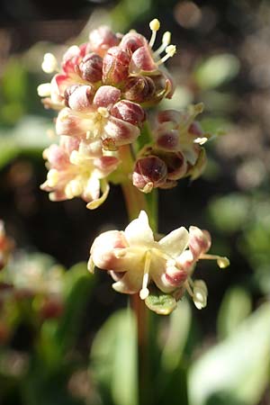 Valeriana celtica subsp. norica \ Norischer Speik, Norischer Baldrian / Alpine Valerian, Valerian Spikenard, A Nockberge, Eisentaler H&ouml;he 10.7.2019