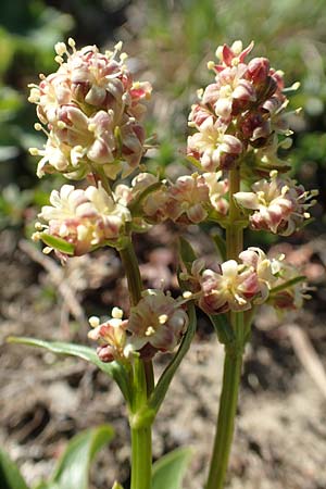 Valeriana celtica subsp. norica \ Norischer Speik, Norischer Baldrian / Alpine Valerian, Valerian Spikenard, A Nockberge, Eisentaler H&ouml;he 10.7.2019