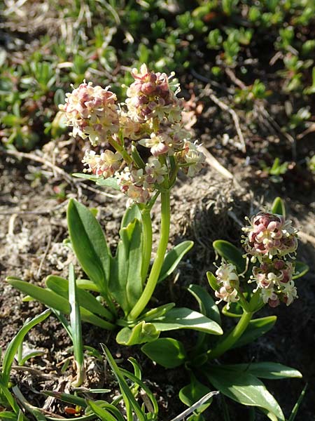 Valeriana celtica subsp. norica \ Norischer Speik, Norischer Baldrian / Alpine Valerian, Valerian Spikenard, A Nockberge, Eisentaler H&ouml;he 10.7.2019