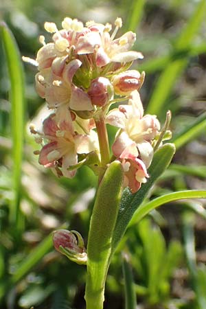 Valeriana celtica subsp. norica \ Norischer Speik, Norischer Baldrian / Alpine Valerian, Valerian Spikenard, A Nockberge, Eisentaler H&ouml;he 10.7.2019