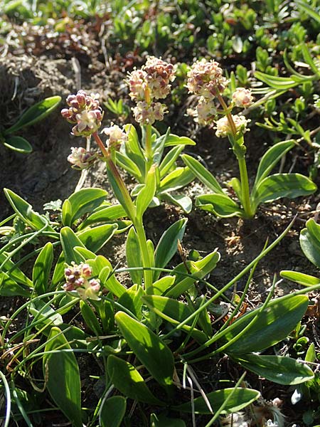 Valeriana celtica subsp. norica \ Norischer Speik, Norischer Baldrian / Alpine Valerian, Valerian Spikenard, A Nockberge, Eisentaler H&ouml;he 10.7.2019