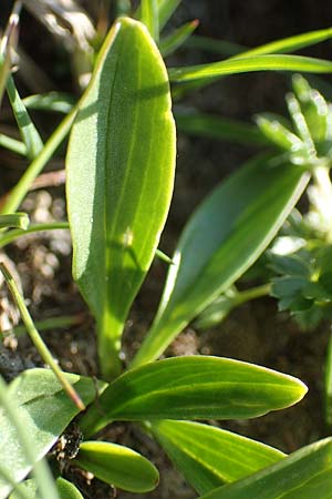Valeriana celtica subsp. norica \ Norischer Speik, Norischer Baldrian / Alpine Valerian, Valerian Spikenard, A Nockberge, Eisentaler H&ouml;he 10.7.2019