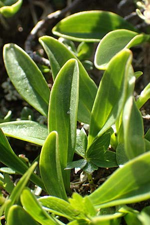 Valeriana celtica subsp. norica \ Norischer Speik, Norischer Baldrian / Alpine Valerian, Valerian Spikenard, A Nockberge, Eisentaler H&ouml;he 10.7.2019