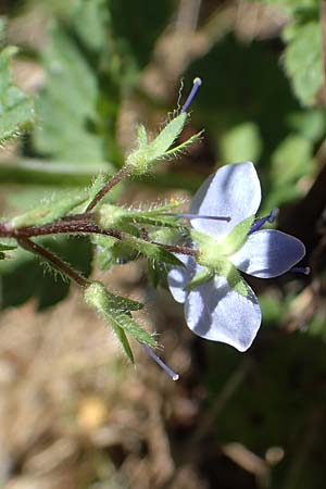Veronica chamaedrys \ Gamander-Ehrenpreis / Germander Speedwell, A Seetaler Alpen, Zirbitzkogel 28.6.2021