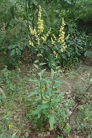 Verbascum chaixii subsp. austriacum \ �sterreicher K�nigskerze / Austrian Mullein, A Ladendorf 10.7.2023