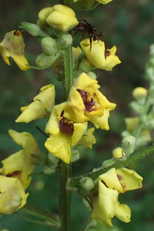 Verbascum chaixii subsp. austriacum \ �sterreicher K�nigskerze / Austrian Mullein, A Ladendorf 10.7.2023