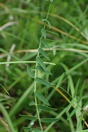 Vicia cracca \ Vogel-Wicke / Tufted Vetch, A Osttirol, Lavant 30.6.2025