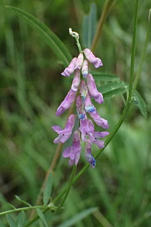 Vicia cracca \ Vogel-Wicke / Tufted Vetch, A Osttirol, Lavant 30.6.2025