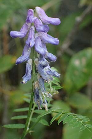 Vicia cracca \ Vogel-Wicke / Tufted Vetch, A Kaprun 10.8.2025