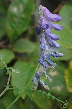 Vicia cracca \ Vogel-Wicke / Tufted Vetch, A Kaprun 10.8.2025